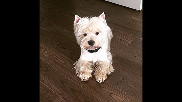 Top 10 Funny Dancing Dogs Compilation - Try Not To Laugh