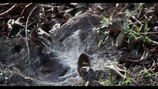 Gorgeous spider web shimmering in the sunlight!
