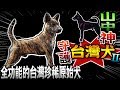 【★守護台灣犬的土狗兄!!★正港的台灣山中神犬】 全功能的台灣珍稀有原始犬種-台灣土狗 福爾摩莎犬 台灣高砂犬