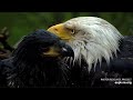 EXPLORE.org Decorah Eagles North -Bieliki DNF &amp;  DN17🐥🌹🍀&amp; DN18 🐥🌹🍀- Deszczowy  i głodny poranek