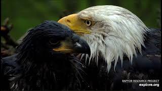 EXPLORE.org Decorah Eagles North -Bieliki DNF & DN17🐥🌹🍀& DN18 🐥🌹🍀- Deszczowy i głodny poranek