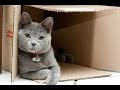 Playful cats - Funny cat, animal Compilation 2017