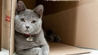 Playful cats - Funny cat, animal Compilation 2017