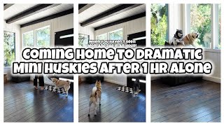 Mini Huskies FREAK OUT When Reunited With Owners