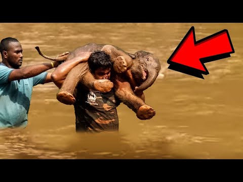 Man Saves Drowning Baby Elephant, Then The Herd Does The Unexpected