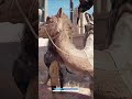 BAYEK FIGHT WITH SOLDIERS || Assassin’s Creed Origin