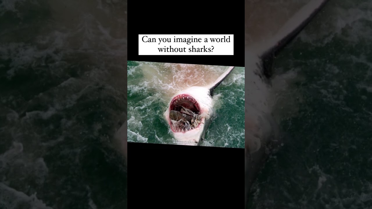 Can you imagine a world without sharks? We can’t! 