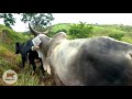 Levando as Vacas pro Pasto Pela Estrada Afora Após a Ordenha Manual no Curral.