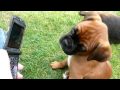 Funny Boxer Puppy reacting to phone ringtone