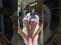 Crunch! Watch This Great Pyrenees Try a Jerky Strip Bouquet #dogs #puppy #doggielife