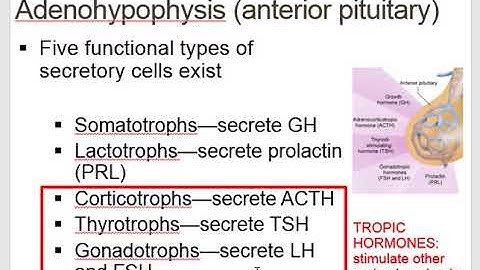 Endocrine Glands- A&P ll- Online Lecture #1