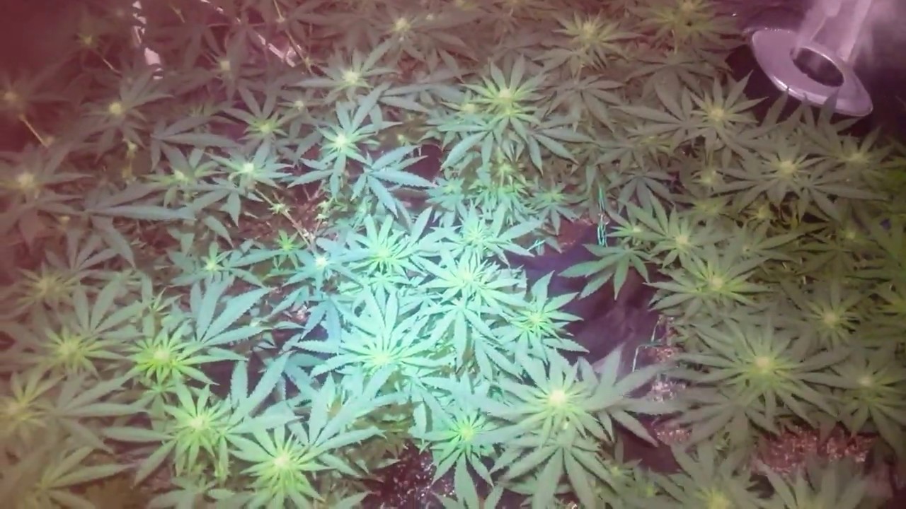 G6 - Flowering Week 2. Unknown Strains. Monster Cropped