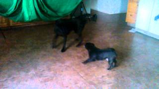 Dogs flipping out