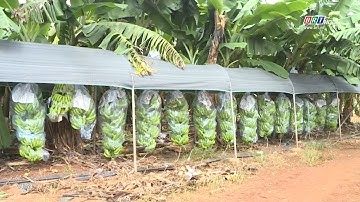 Bà Rịa - Vũng Tàu có gần 350 cơ sở sản xuất nông nghiệp ứng dụng công nghệ cao | BRTgo