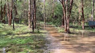 Common Eastern Froglet (Crinia signifera) | Frog calling in Karawatha Forest Australia
