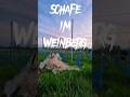 Schafwolle gegen Rehverbiss im Weinberg | #rebschutz #wolf #bär #reh