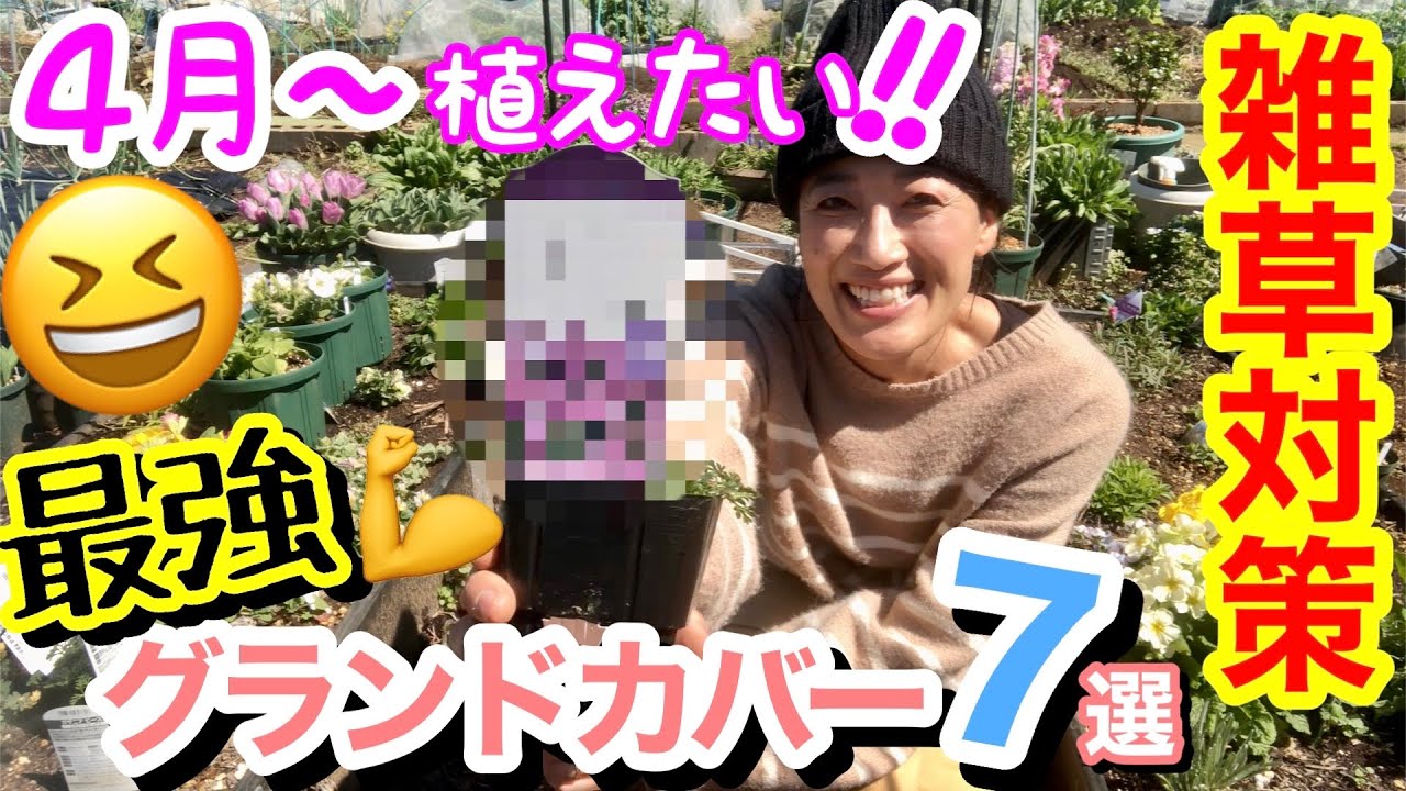 【雑草よ！サヨナラ】4月から植える最強グランドカバー7選✋✌️/ 芝生の10倍ものスピードで広がる〇〇 / 春から初冬まで花を楽しませる〇〇/ 雑草の代わりに好きな宿根草を植えよう‼️【ガーデニング】