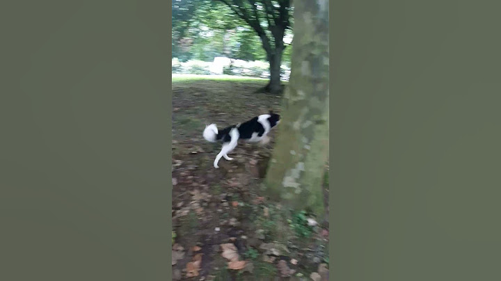 no para 😂😍 #dogs#bordercollie #dogshorts #nature #viraldog #pets #perros #mascotas#viralshorts #dog