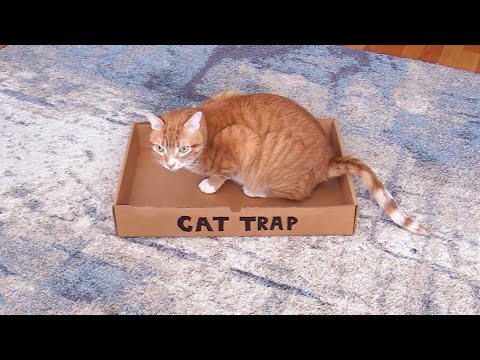 How To Trap A Cat Shorts