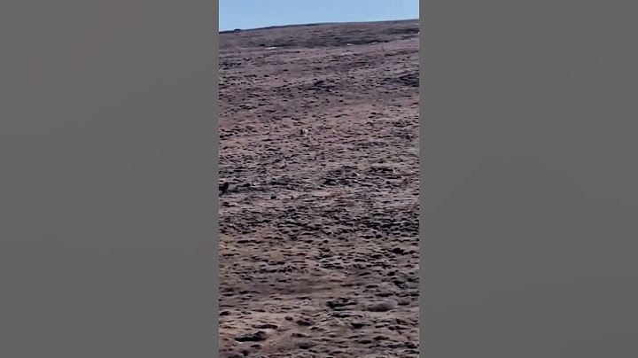 💥高原狼闯进牧场捕羊 被牧民家藏獒驱离 The Tibetan wolf entered the pasture and hunted sheep #animal 【跟着图尔去旅行】