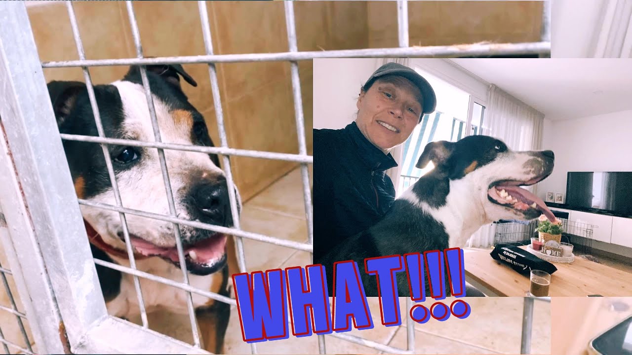 "Unadoptable" Dog Finds Forever Home After Over 3 Years in Shelter ...