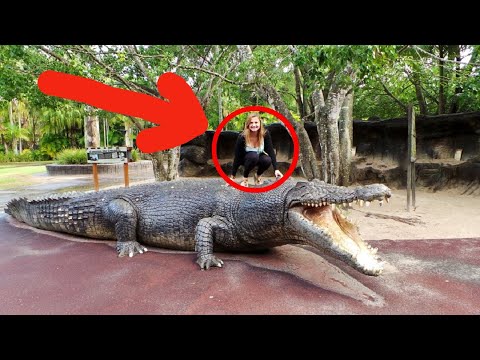 Обнаружен САМЫЙ БОЛЬШОЙ аллигатор в мире!