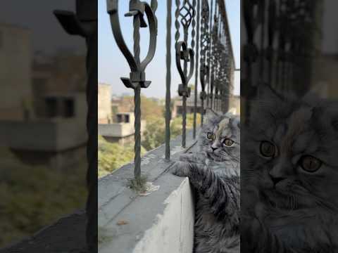 You Wasted 10 Seconds Catshorts Funnycat Catvideos Cutecat Viralshorts Cute Kitten Cat 