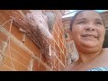 Fritar uma carninha suína e varreu meu muro
