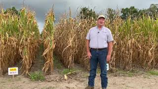 Corn Series - BMP Variety Trial