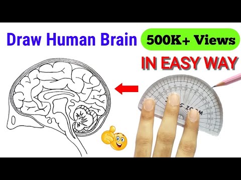 how to draw brain | how to draw brain easily | brain diagram class 10 easy | brain diagram