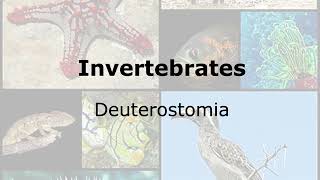 Invertebrates: Clade Deuterostomia