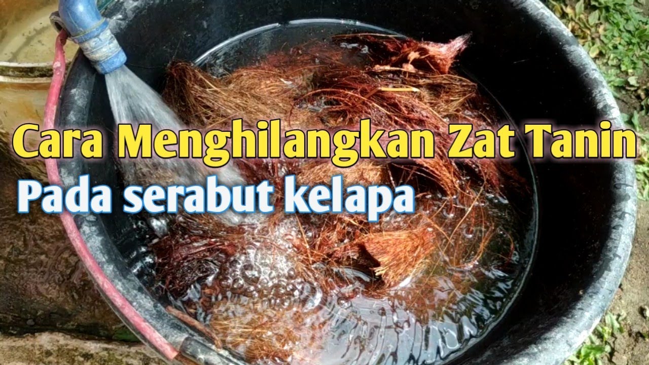 Cara menghilangkan Zat Tanin pada serabut kelapa || Media tanam Anggrek