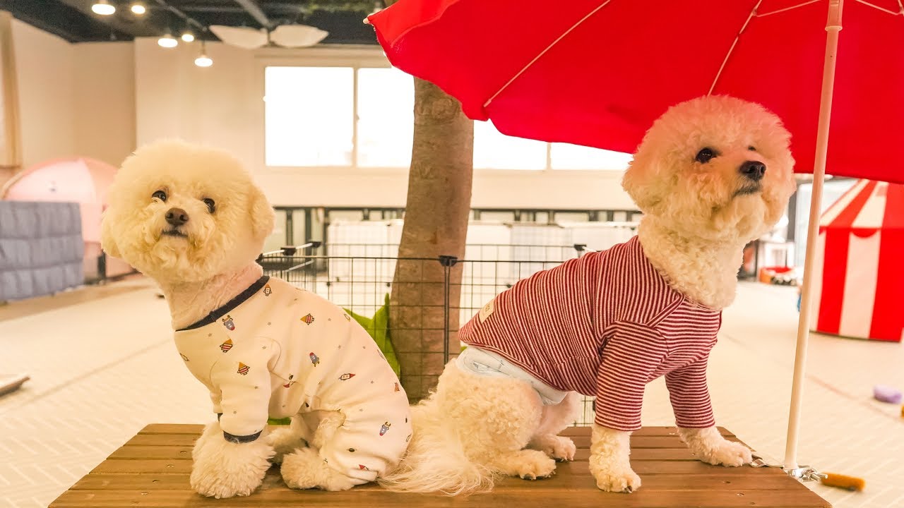 Puppy Kindergarten Near Me Puppy Kindergarten Near Me