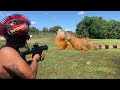 Harvesting Iguana Meat With Air Rifles on Private Farm Catch and Cook