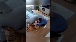 When the Dog Became a Hero to Save His Owner #dog #animals #love #cute #animalshorts