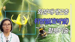 화분매개곤충 뒤영벌(호박벌) 활용기술
