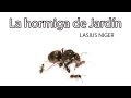 ANTenas|| Lasius Niger - La hormiga de Jardín