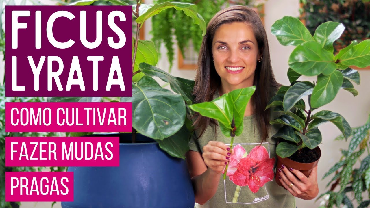 FICUS LYRATA 🌿 COMO CULTIVAR essa ÁRVORE LINDA dentro de CASA