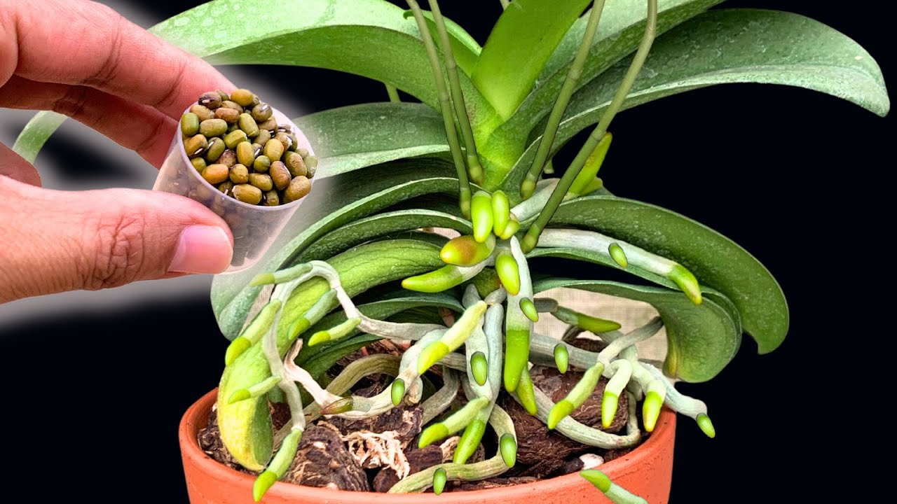 just-sprinkle-a-cap-the-whole-orchid-garden-suddenly-bloomed-magically