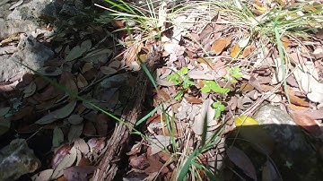 Native Tree Identification - Central Texas