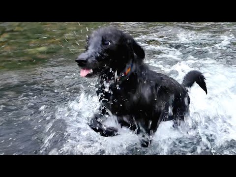 A dog playing in the river so vigorously that it's hard to