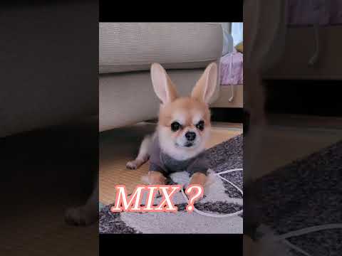 鏡もっとこっち！ほごほご！うー耳長い✨俺MIX犬？WWW🤣