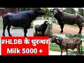 HLDB के इन ⭐🐃👑झोंटो से ऊपर कोई Bull नहीं🤪 है..👍🏿😲