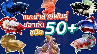 สายพันธุ์ปลากัด แนะนำ 50+ กว่าชนิด สำหรับมือใหม่!