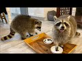 Raccoons Rate Breakfast Foods!