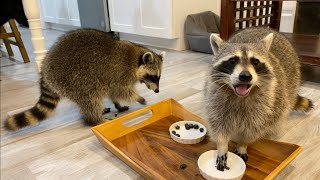 Raccoons Rate Breakfast Foods! by Tito The Raccoon 1,074,145 views 3 years ago 14 minutes, 23 seconds