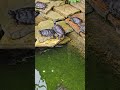 turtles are by the pond in the indoor garden toronto canada apr 2026