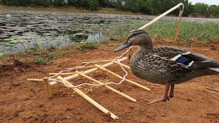 Technology: Amazing Quick Wild Duck Trap Using Wood- Easy Wild Duck Trap working 100%