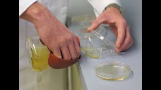 Pouring Nutrient Agar Plates