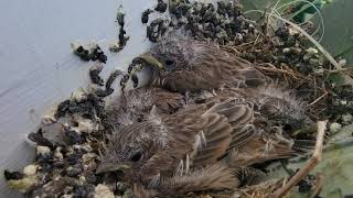 I'LL FLY AWAY #illflyaway #birdnest #babybirds #church #frontdoor #nest #wreath #birdies #toocute